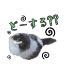 ハチワレぽちゃ猫オセロ②（個別スタンプ：8）