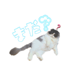 ハチワレぽちゃ猫オセロ②（個別スタンプ：10）