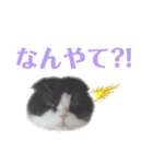 ハチワレぽちゃ猫オセロ②（個別スタンプ：11）