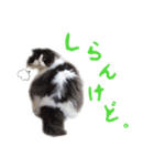 ハチワレぽちゃ猫オセロ②（個別スタンプ：12）