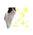ハチワレぽちゃ猫オセロ②（個別スタンプ：13）