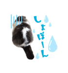 ハチワレぽちゃ猫オセロ②（個別スタンプ：14）