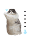 ハチワレぽちゃ猫オセロ②（個別スタンプ：15）