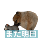 敬語と友達用レンくん（個別スタンプ：5）