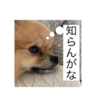 敬語と友達用レンくん（個別スタンプ：11）
