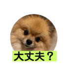 敬語と友達用レンくん（個別スタンプ：13）