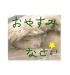 ハムコンビのスタンプ（個別スタンプ：5）