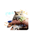 ハムコンビのスタンプ（個別スタンプ：6）