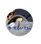 ハムコンビのスタンプ（個別スタンプ：10）