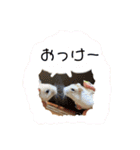 ハムコンビのスタンプ（個別スタンプ：11）