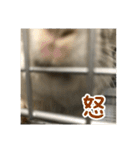 チンチラの蘭丸様1（個別スタンプ：4）