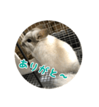 チンチラの蘭丸様1（個別スタンプ：5）