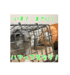 チンチラの蘭丸様1（個別スタンプ：8）