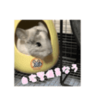 チンチラの蘭丸様1（個別スタンプ：9）