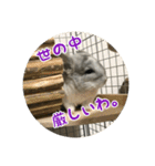 チンチラの蘭丸様1（個別スタンプ：12）