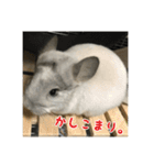 チンチラの蘭丸様1（個別スタンプ：15）