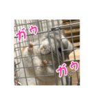 チンチラの蘭丸様1（個別スタンプ：16）