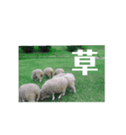 実写もふもふ羊（個別スタンプ：6）
