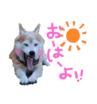ひまちゃんすたんぷ。（個別スタンプ：8）