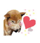 ひまちゃんすたんぷ。（個別スタンプ：11）