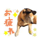 ひまちゃんすたんぷ。（個別スタンプ：15）