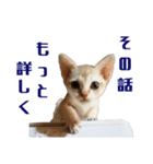猫舎尻尾 001（個別スタンプ：1）