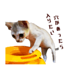 猫舎尻尾 001（個別スタンプ：2）