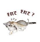 猫舎尻尾 001（個別スタンプ：3）