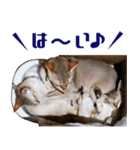 猫舎尻尾 001（個別スタンプ：5）