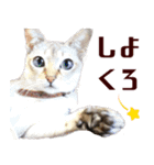 猫舎尻尾 001（個別スタンプ：6）