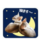 猫舎尻尾 001（個別スタンプ：7）