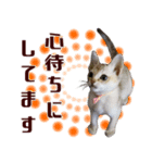 猫舎尻尾 001（個別スタンプ：8）