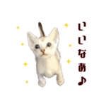 猫舎尻尾 001（個別スタンプ：9）