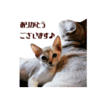 猫舎尻尾 001（個別スタンプ：10）