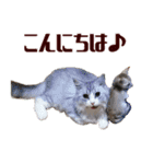 猫舎尻尾 001（個別スタンプ：12）