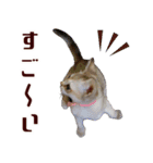 猫舎尻尾 001（個別スタンプ：13）