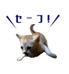 猫舎尻尾 001（個別スタンプ：14）