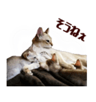猫舎尻尾 001（個別スタンプ：15）