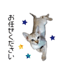 猫舎尻尾 004（個別スタンプ：1）