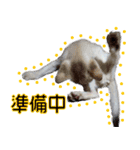 猫舎尻尾 004（個別スタンプ：2）