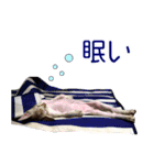 猫舎尻尾 004（個別スタンプ：3）