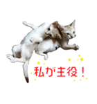 猫舎尻尾 004（個別スタンプ：4）