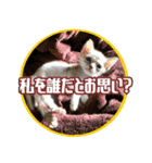 猫舎尻尾 004（個別スタンプ：5）