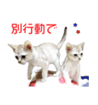 猫舎尻尾 004（個別スタンプ：6）