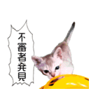 猫舎尻尾 004（個別スタンプ：8）