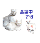 猫舎尻尾 004（個別スタンプ：9）