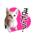 猫舎尻尾 004（個別スタンプ：10）