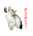 猫舎尻尾 004（個別スタンプ：11）