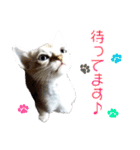 猫舎尻尾 004（個別スタンプ：12）