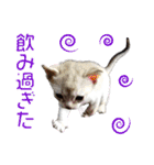 猫舎尻尾 004（個別スタンプ：13）
